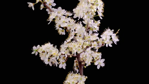 White Flowers Blossoms on the Branches Cherry Tree Stock Footage 239262187