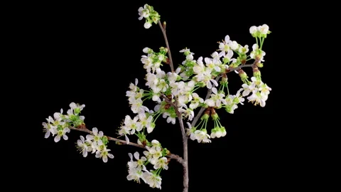 White Flowers Blossoms on the Branches Cherry Tree Stock Footage 240244913