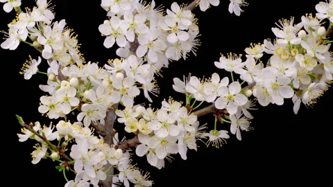 White Flowers Blossoms on the Branches Cherry Tree Stock Footage 243109434