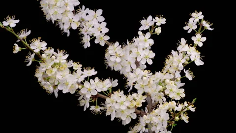 White Flowers Blossoms on the Branches Cherry Tree Stock Footage 244393151