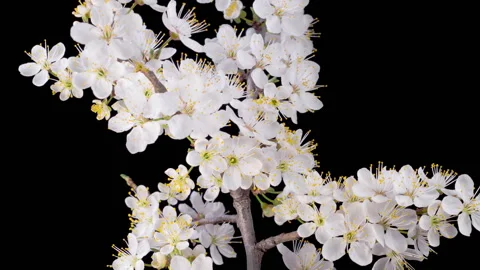 White Flowers Blossoms on the Branches Cherry Tree Stock Footage 271370512