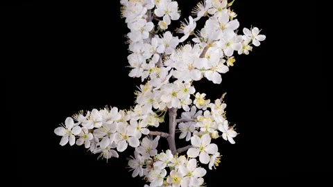 White Flowers Blossoms on the Branches Cherry Tree Stock Footage 273574740