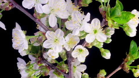 White Flowers Blossoms on the Branches Cherry Tree Stock Footage 306152137