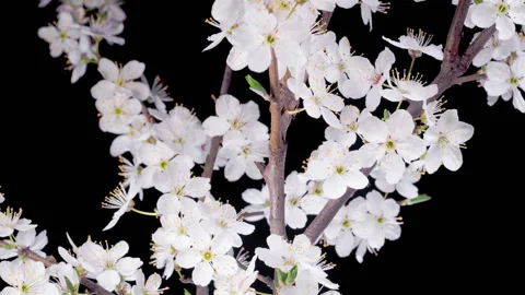 White Flowers Blossoms on the Branches Cherry Tree Stock Footage 306155055