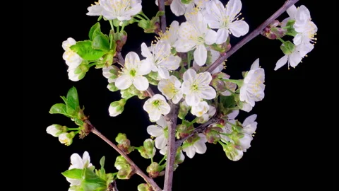White Flowers Blossoms on the Branches Cherry Tree Stock Footage 307308837