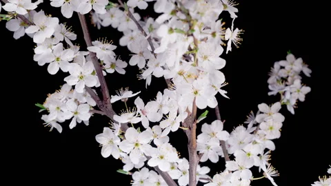 White Flowers Blossoms on the Branches Cherry Tree Stock Footage 307311816