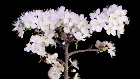 White Flowers Blossoms on the Branches Cherry Tree Stock Footage 308461830