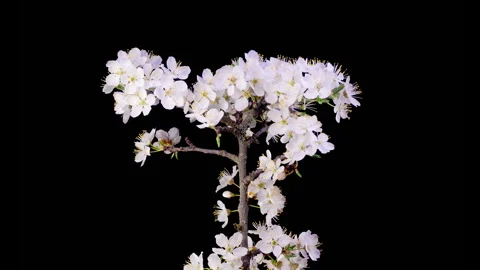 White Flowers Blossoms on the Branches Cherry Tree Stock Footage 309640267