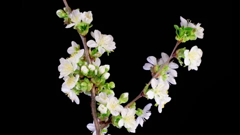 White Flowers Blossoms on the Branches Cherry Tree Stock Footage 311455113