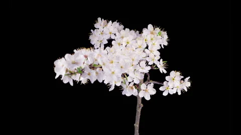 White Flowers Blossoms on the Branches Cherry Tree Stock Footage 313533167