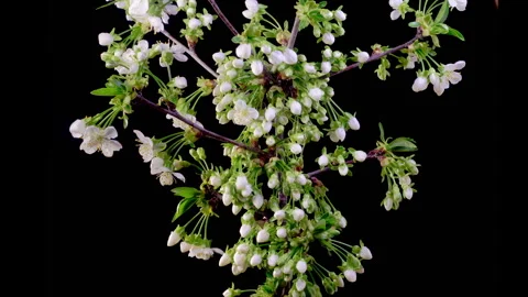White Flowers Blossoms on the Branches Cherry Tree Stock Footage 317166736