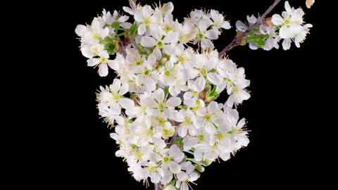 White Flowers Blossoms on the Branches Cherry Tree Stock Footage 320469980