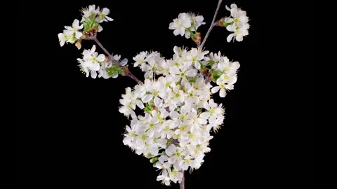 White Flowers Blossoms on the Branches Cherry Tree Stock Footage 321354586