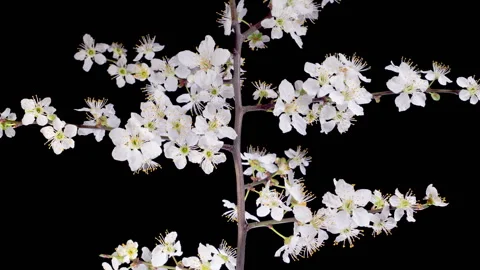 White Flowers Blossoms on the Branches Cherry Tree Stock Footage 322120704