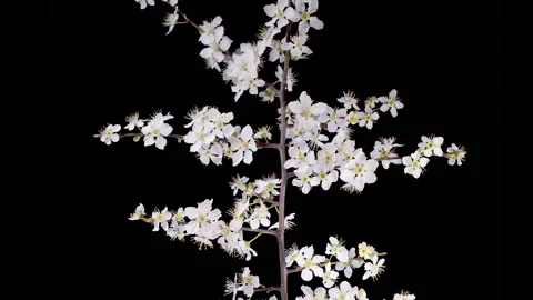 White Flowers Blossoms on the Branches Cherry Tree Stock Footage 324739410