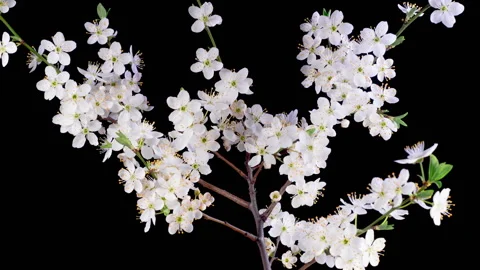 White Flowers Blossoms on the Branches Cherry Tree Stock-Footage 333128492