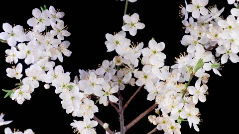 White Flowers Blossoms on the Branches Cherry Tree Stockbeeldmateriaal 334061541