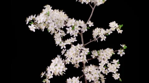 White Flowers Blossoms on the Branches Cherry Tree Stock Footage 335149397
