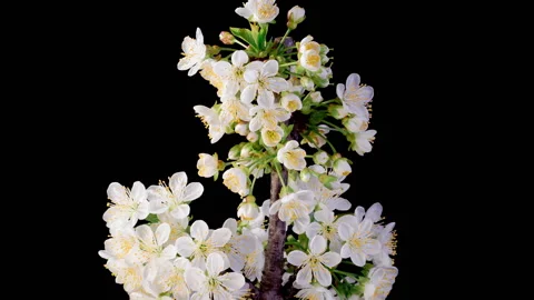 White Flowers Blossoms on the Branches Cherry Tree Stock Footage 345591446