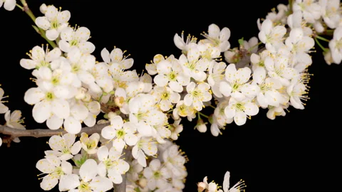White Flowers Blossoms on the Branches of Wild Plum Tree Stock Footage 128146679