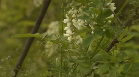 White Flowers Blowing in the Wind 4K Stock Footage 50601231