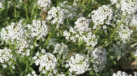White flowers blowing in wind Video stock 549347