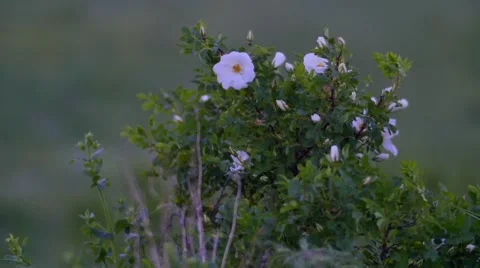 White Flowers Blowing in the Wind Stock Footage 53232831