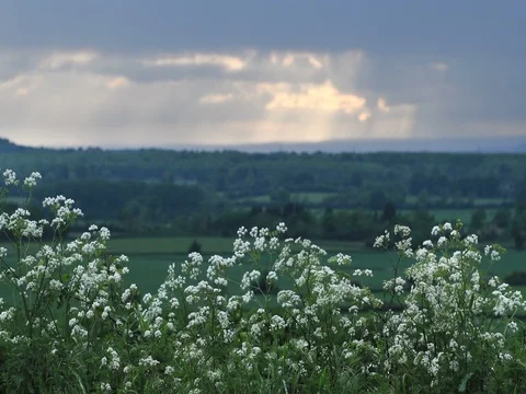 White flowers blowing in the wind Video stock 79188732