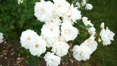 White flowers blowing in the wind Stock Footage 118083383