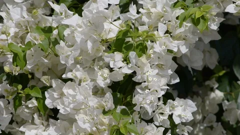 White flowers blowing in the wind Stock Footage 121092484