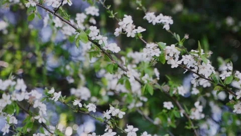 White Flowers Blowing In Wind Stock Footage 196741216
