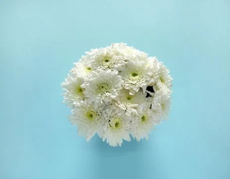 White flowers on blue background Stock Photos