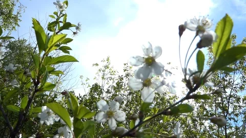 White flowers on blue sky background 動画素材 86045829