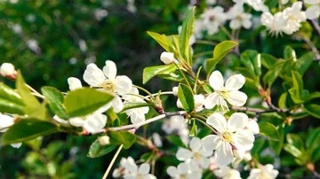 White flowers on blue sky background Vidéo 86045855