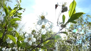 White flowers on blue sky background Vidéo 86045857