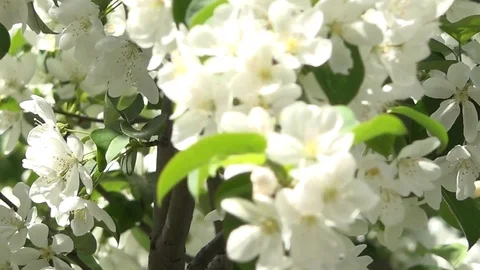 White flowers on blue sky background 스톡 동영상 86045936