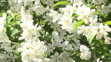 White flowers on blue sky background Vidéo 86045951