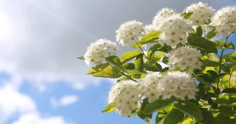 White flowers on blue sky background Vídeos de archivo 86046029