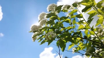 White flowers on blue sky background Stock Footage 86046088