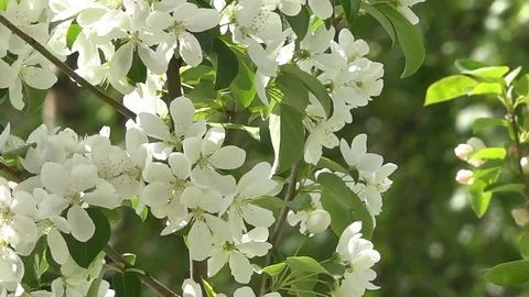 White flowers on blue sky background Vídeos de archivo 86046201