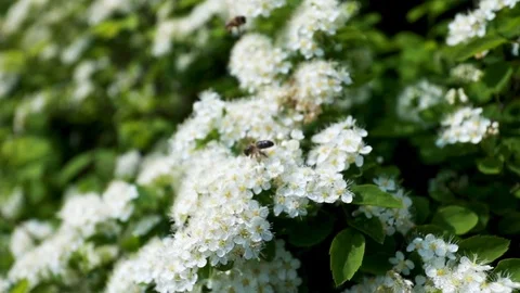 White flowers on blue sky background Stock Footage 86046284