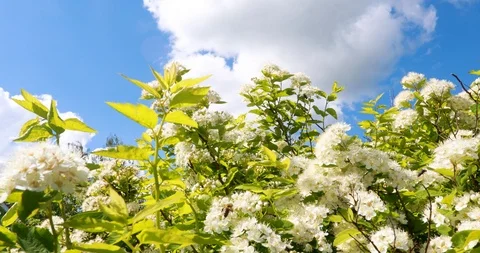White flowers on blue sky background Stockbeeldmateriaal 86046296