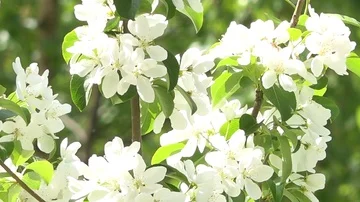 White flowers on blue sky background Stock Footage 86046298