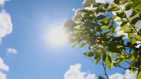 White flowers on blue sky background Stockbeeldmateriaal 86046307