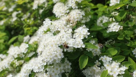 White flowers on blue sky background Video stock 86046361