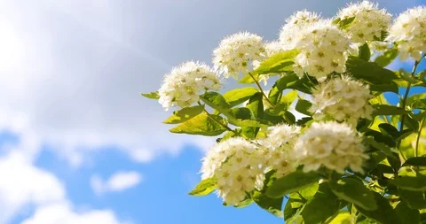 White flowers on blue sky background 動画素材 86046392