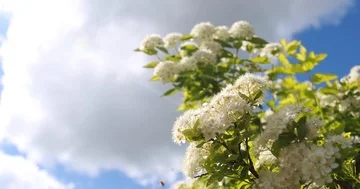 White flowers on blue sky background Vidéo 86046409
