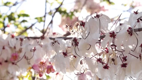 White flowers on blur background Stock Footage 170756668
