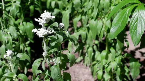 White flowers on a blurred background are moving. 4k. Stock Footage 155682002