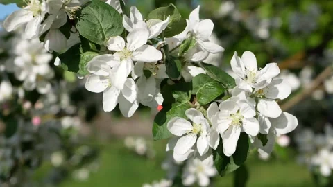 White flowers on a blurred background. Stock Footage 255925490